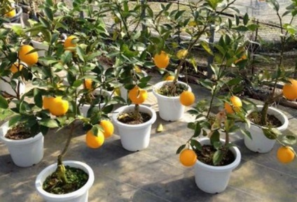 Апельсинове дерево догляд в домашніх умовах, вирощування з кісточки, фото