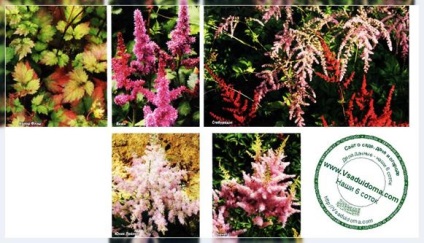 Астильба - сорти (фото опис), сайт про сад, дачі і кімнатних рослинах