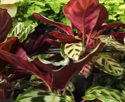 Калатея, кімнатні рослини - фото і відео