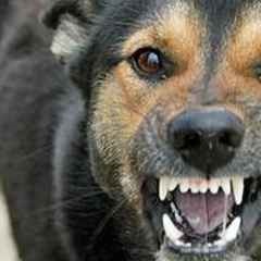 Москва, новини, бійцівський собака напав на двох жінок у москві