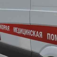 Москва, новини, бійцівський собака напав на двох жінок у москві