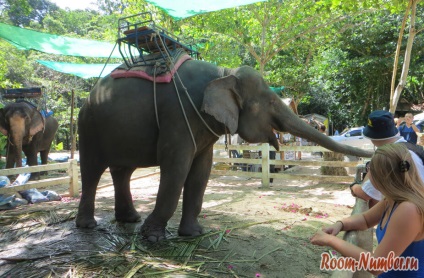 Слони і водоспади na muang на Самуї
