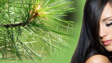 Дізнайтеся переваги кедрового масла при лікування волосся!