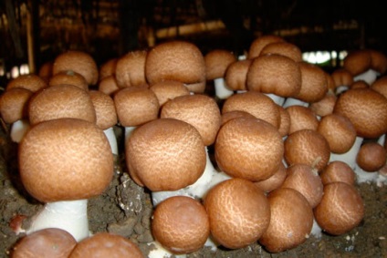 Вирощування білих грибів в домашніх умовах для новачків