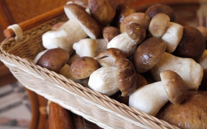 Вирощування білих грибів в домашніх умовах для новачків