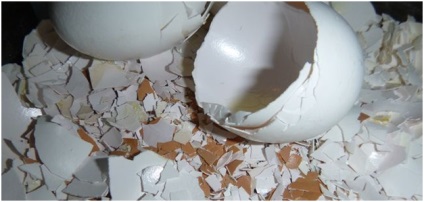 Яєчна шкаралупа як добриво як застосовувати - докладні покрокові інструкції!