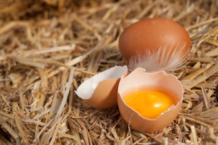 Яєчна шкаралупа як добриво як застосовувати - докладні покрокові інструкції!