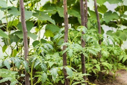 10 Помилок при вирощуванні томатів у відкритому грунті і теплиці