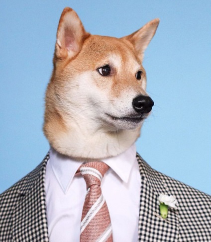 10 Собак з instagram, які одягаються краще людей