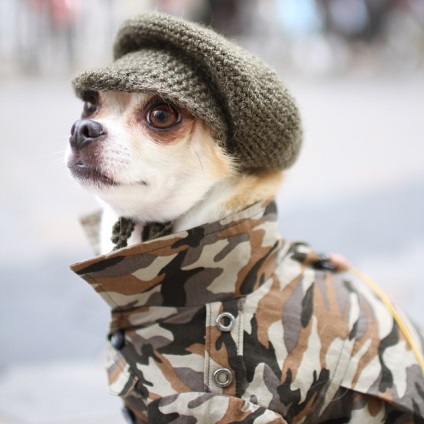 10 Собак з instagram, які одягаються краще людей