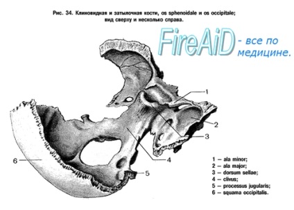 Анатомія клиноподібна кістка