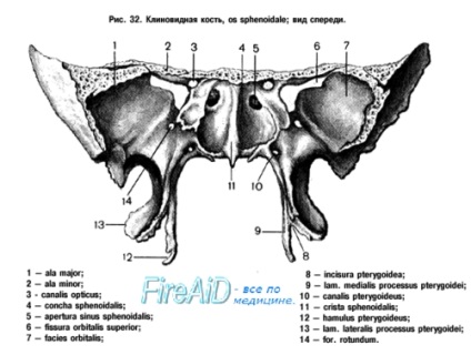 Анатомія клиноподібна кістка