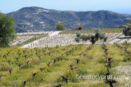 Кіпрське вино «коммандарія» - як і раніше визнається найкращим у своїй категорії