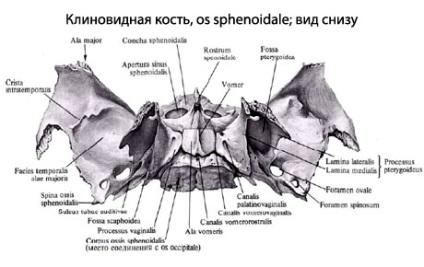 Клиновидна кістка людини, анатомія клиноподібної кістки, будова, функції, картинки на eurolab
