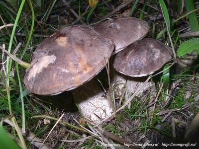Лісові гриби в нашому саду - унікальні поради городникам