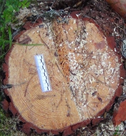 Медіа-центр череповчанін незаконно вирубав дерева, намагаючись виконати дорогу до - своєю ділянці