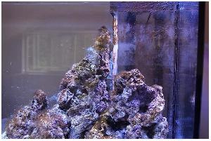 Морський акваріум, Сампо