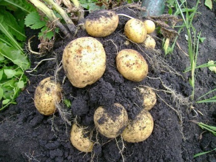 Чи можна копати картоплю в дощ чому