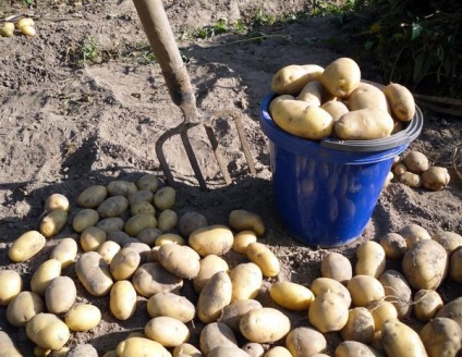Чи можна копати картоплю в дощ чому