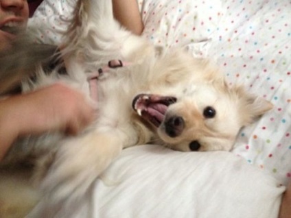 Смішні фотографії собак - милі мордочки, кривляння і серйозні мордочки