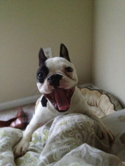 Смішні фотографії собак - милі мордочки, кривляння і серйозні мордочки