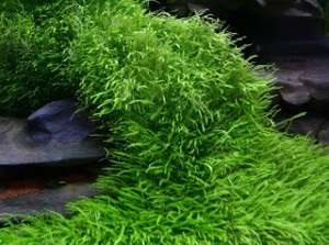 Утрікулярія акваріумні рослина почвопокровноє зміст