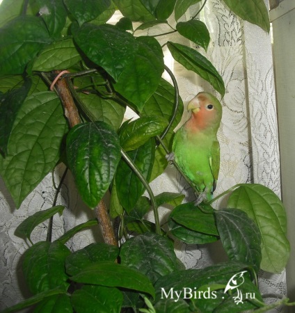 Зелень в раціоні папуги - енциклопедія власника птиці