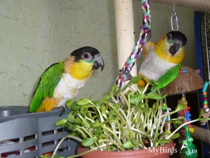 Зелень в раціоні папуги - енциклопедія власника птиці