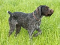 Дратхаар - фото собаки, опис породи, характер