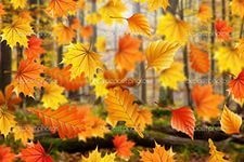 Як пояснити доступно дитині чому опадає листя восени