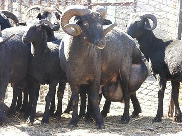 Карачаївський порода овець найкраща в світі, ип - Аланія