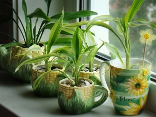 Кімнатні рослини в інтер'єрі кухні