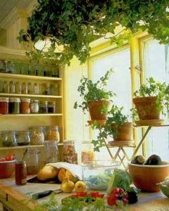 Кімнатні рослини в інтер'єрі кухні
