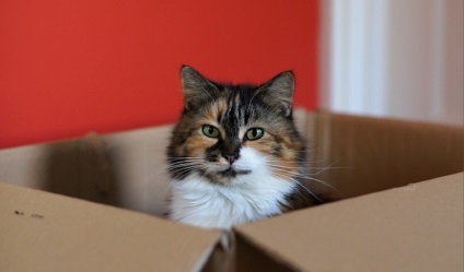 Кішки і коробки - в чому секрет