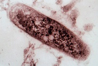 Лікування туберкульозу народними засобами