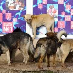 Москва, новини, онищенко запропонував присипляти собак, яких не забирають з притулків