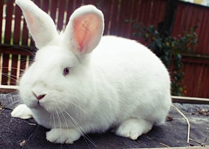 Новозеландський білий кролик (НЗБ) характеристика, розведення і фото