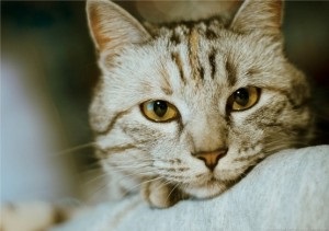 Піометра у кішок - симптоми, діагностика, лікування