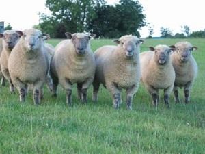 Напівтонкорунні породи овець, машинки для стрижки овець