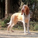 Порода собаки Макнаб - фото, характер, догляд, дресирування, хвороби, ціна