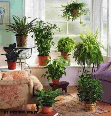 Рослини в інтер'єрі як зволожити повітря в квартирі кімнатне квітникарство