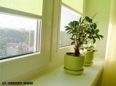 Рослини в інтер'єрі як зволожити повітря в квартирі кімнатне квітникарство