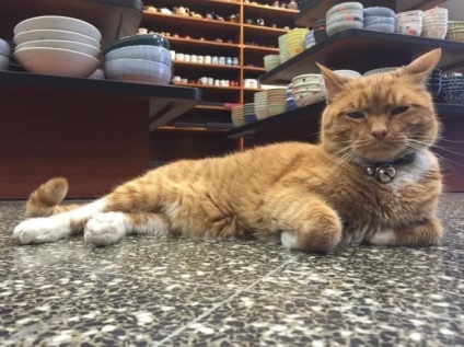 Рудий кіт приходить в магазин кожен день вже 9 років, жодного дня не пропустив