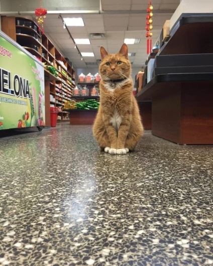 Рудий кіт приходить в магазин кожен день вже 9 років, жодного дня не пропустив