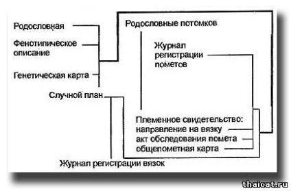 Тайські кішки і котенята