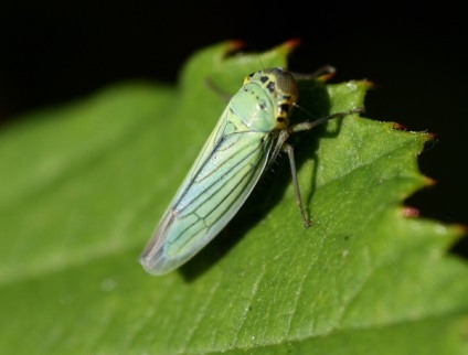 Види цикад співоча цикада, цикадка біла і японська - фото і опис