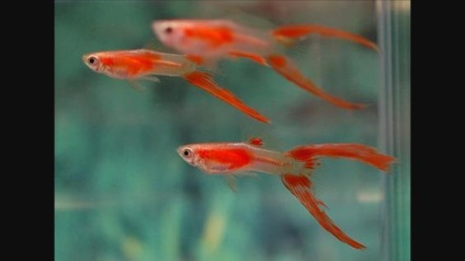 7 Важливих порад з утримання та розведення в акваріумі живонароджених
