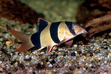 Донні акваріумні рибки і їх важлива роль в акваріумі