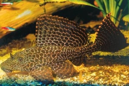 Донні акваріумні рибки і їх важлива роль в акваріумі