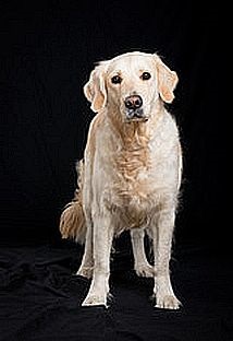 Купити 🐕 royal canin medium dermacomfort- роял Канін для собак середніх порід схильних до шкірних